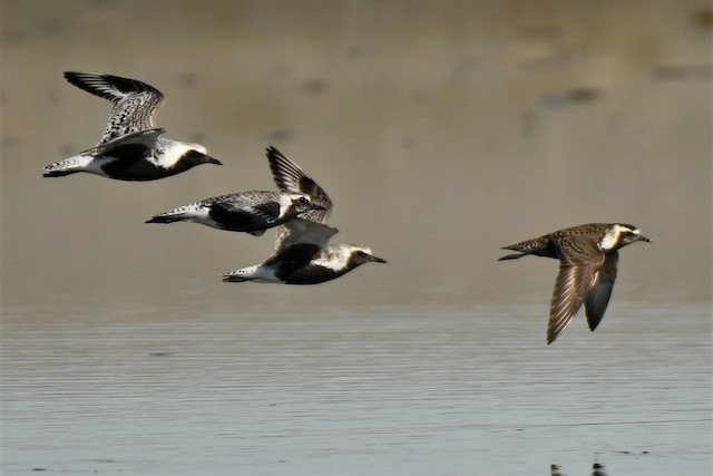 Possible confusion species: Black-bellied Plover (<em class="SciName notranslate">Pluvialis squatarola</em>). - American Golden-Plover - 