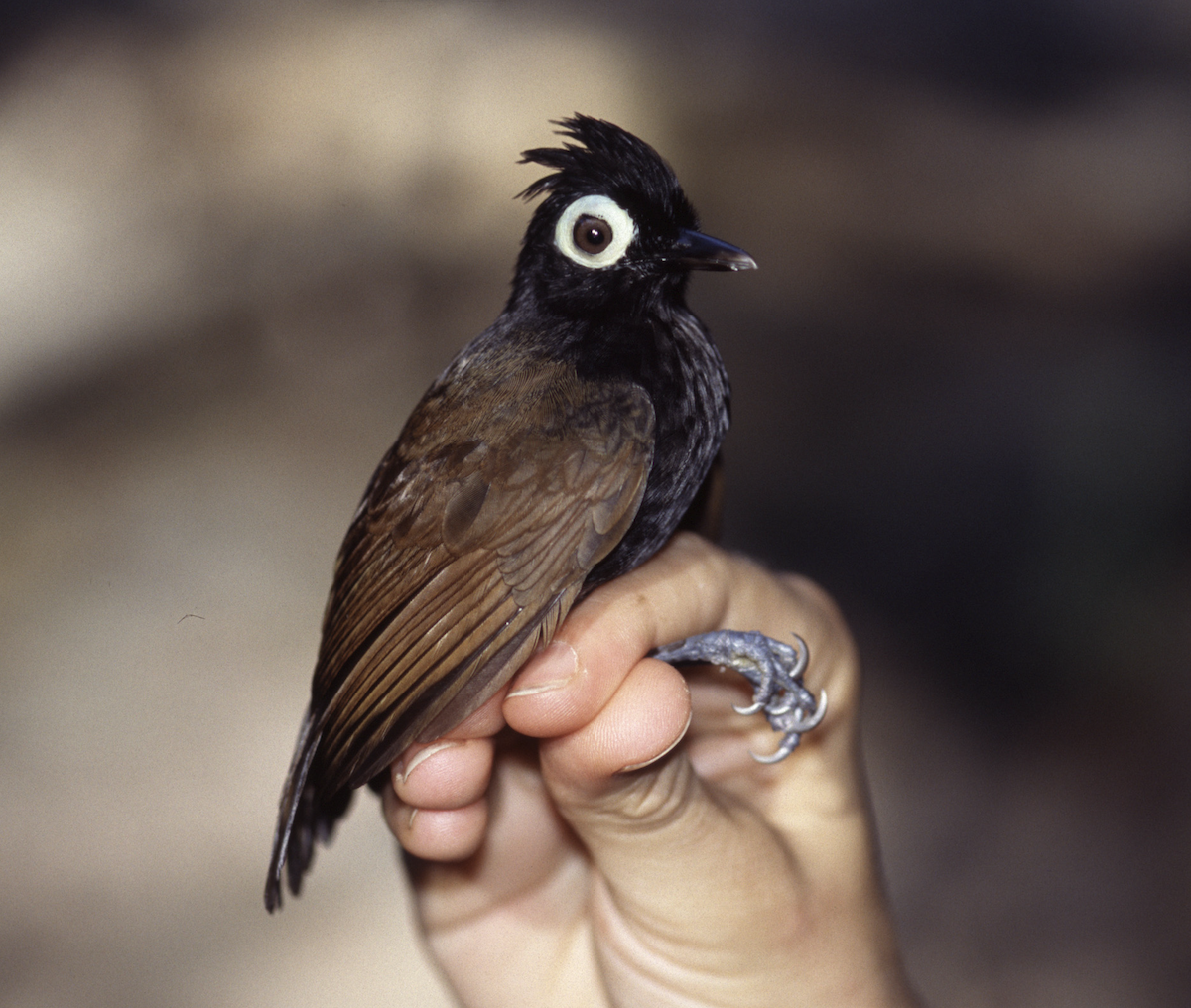 Bare-eyed Antbird - ML452863961