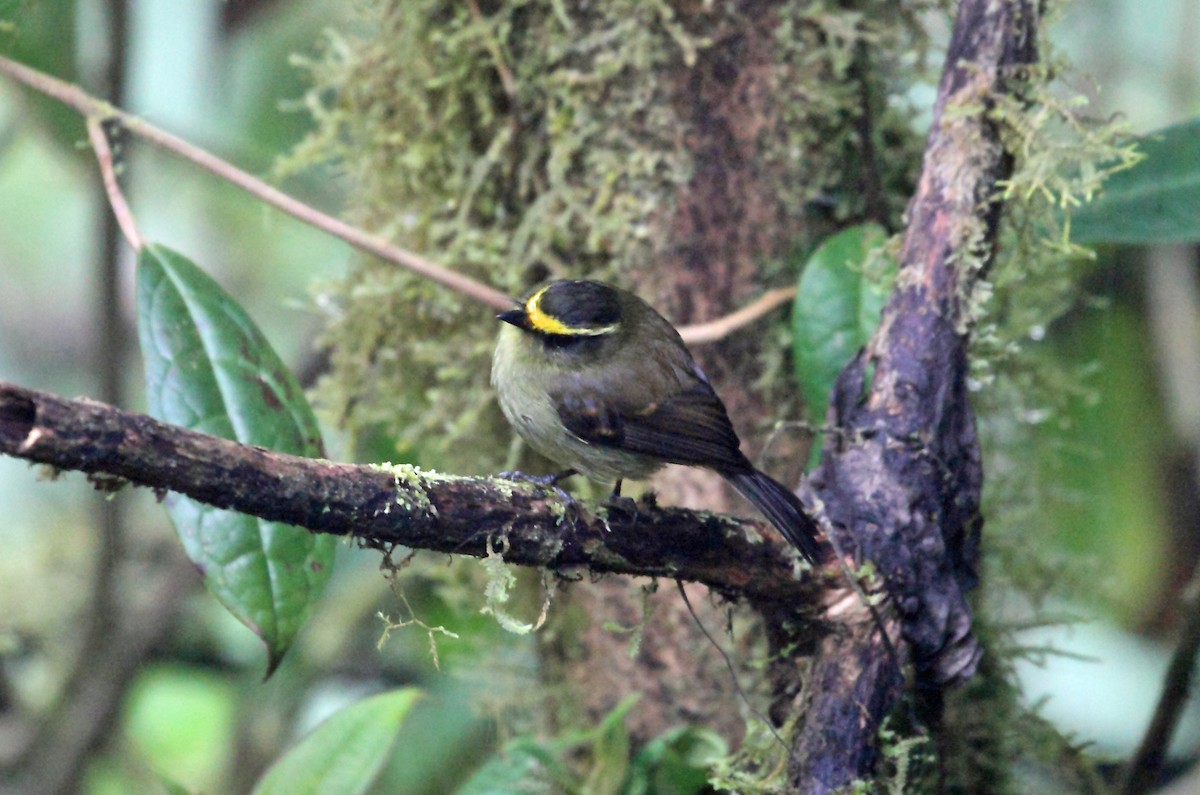 Yellow-bellied Chat-Tyrant - ML45286661