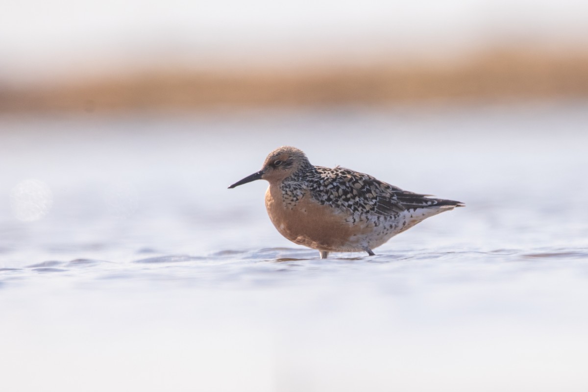 Red Knot - ML452873171