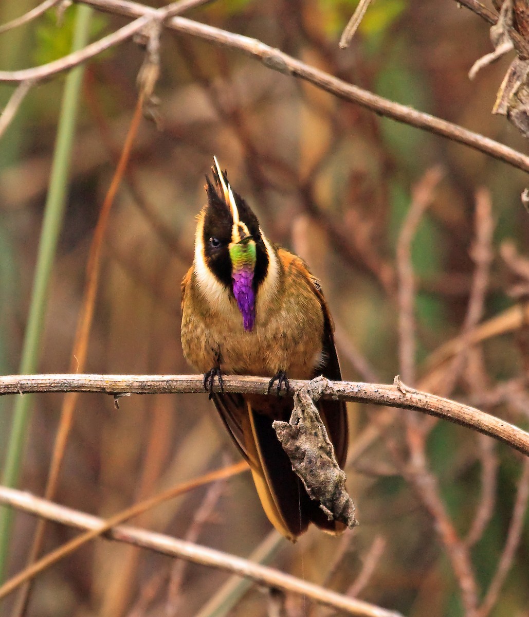kolibřík tolimský - ML45287551