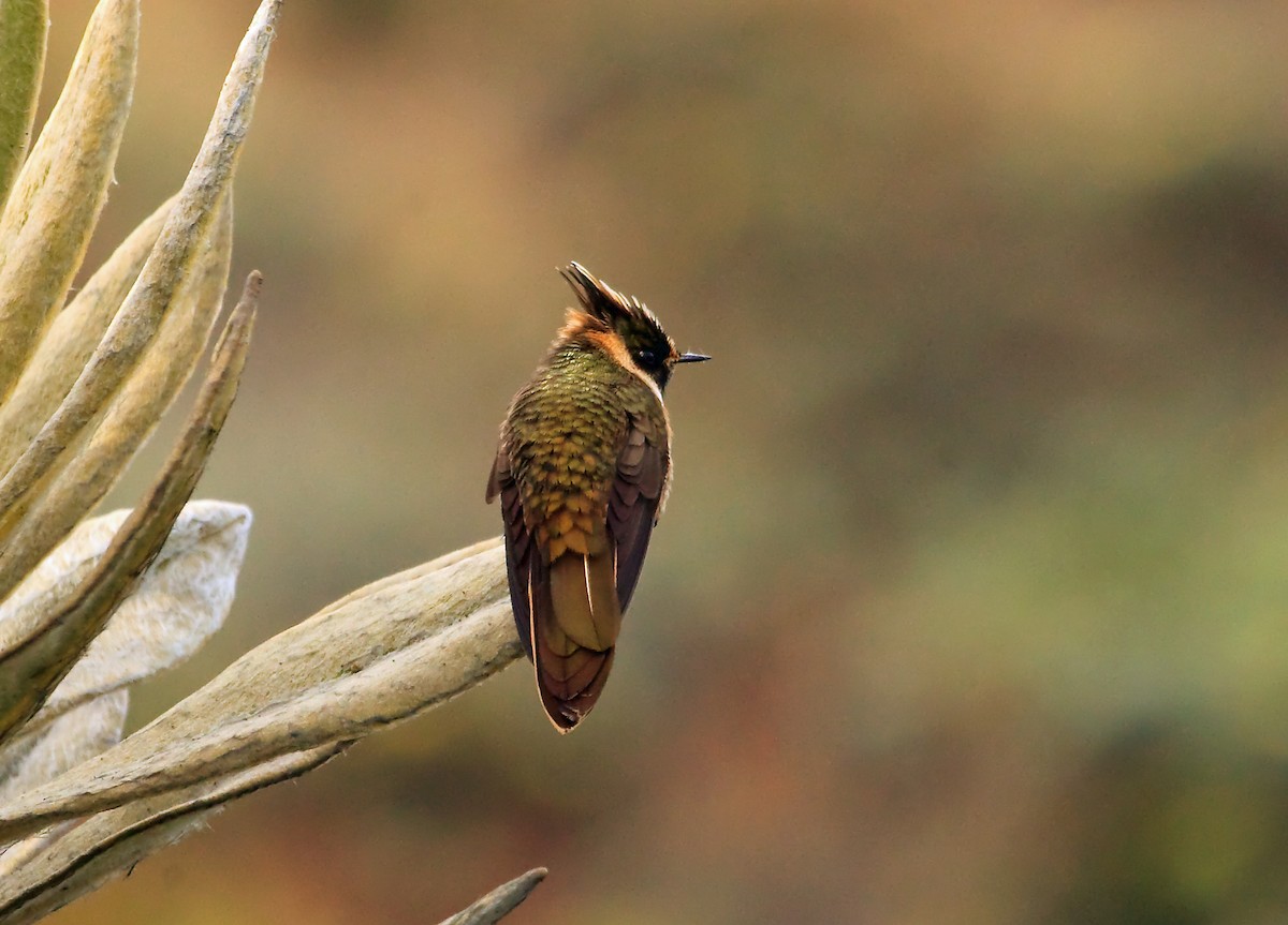 kolibřík tolimský - ML45287611