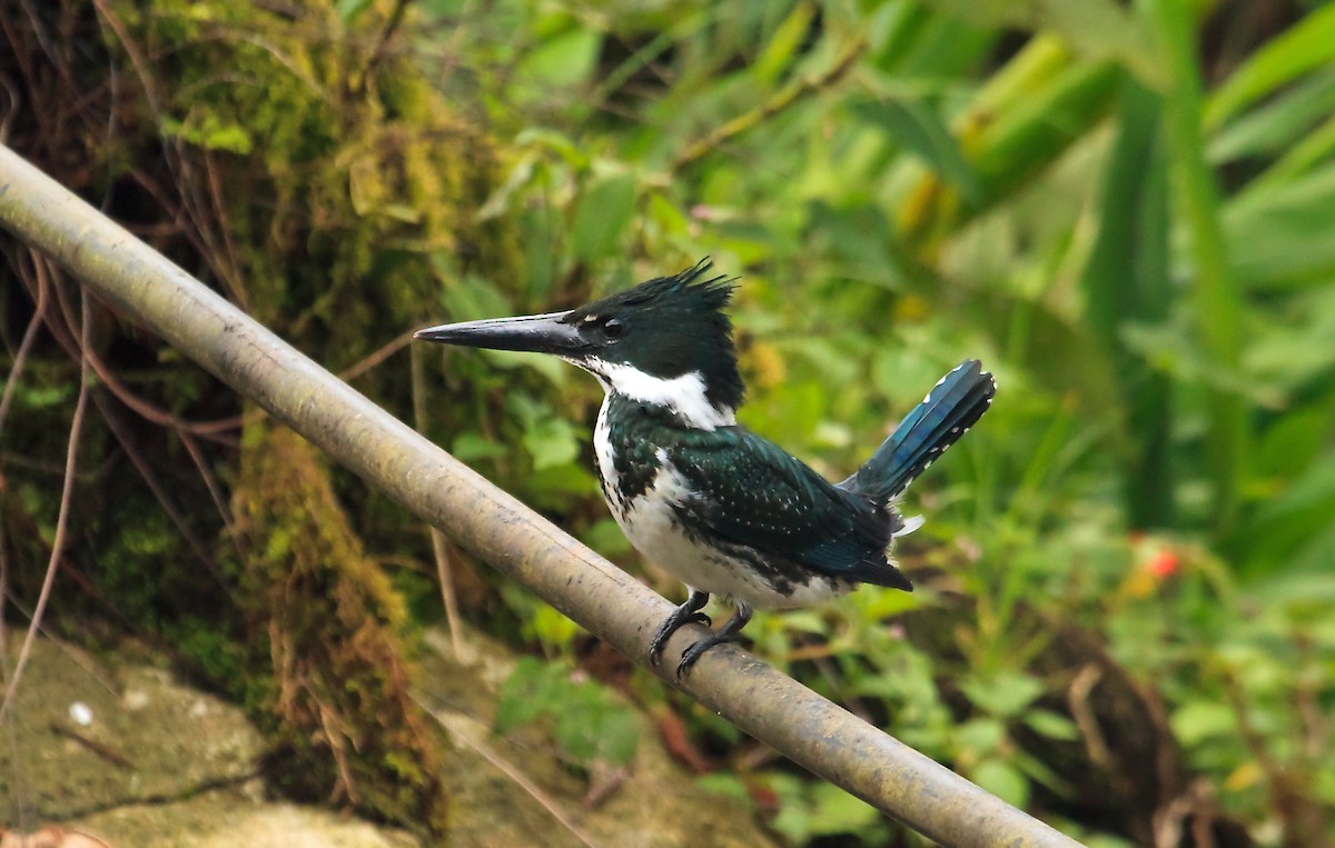 Amazon Kingfisher - Nigel Voaden