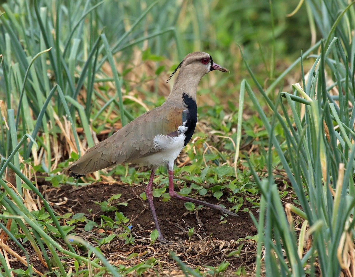 Southern Lapwing (cayennensis) - Nigel Voaden