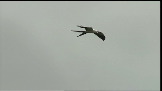 Swallow-tailed Kite - ML452885