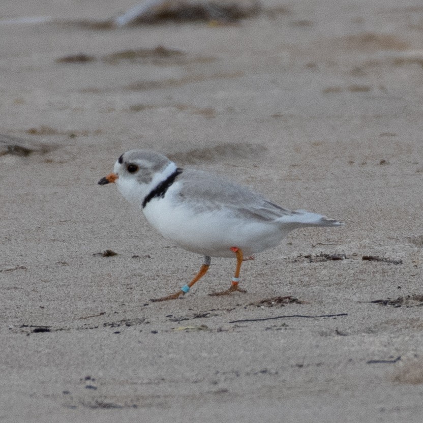 Piping Plover - ML452885561