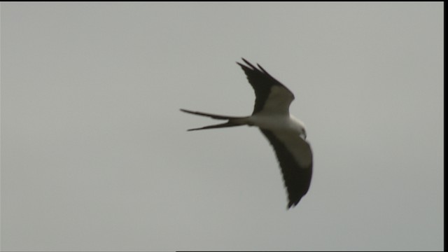 Swallow-tailed Kite - ML452886