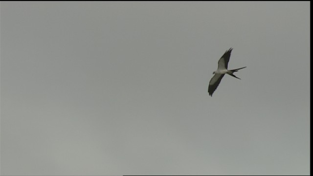  - Swallow-tailed Kite