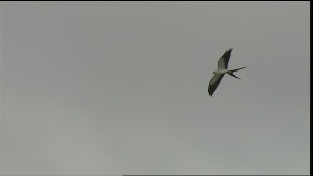 Swallow-tailed Kite - ML452888