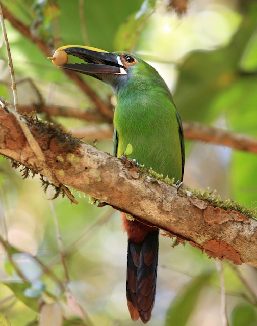 Southern Emerald-Toucanet (Gray-throated). - Southern Emerald-Toucanet (Gray-throated) - 