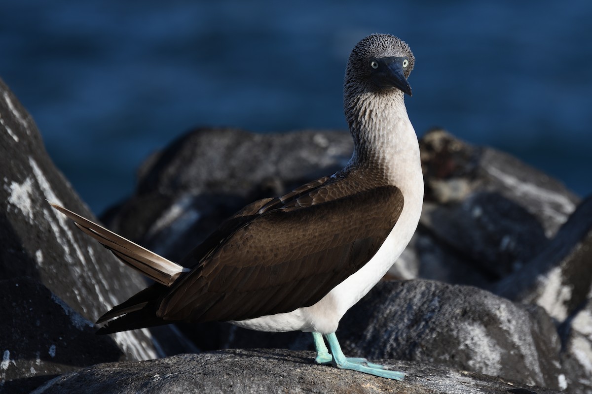 Blue-footed Booby - ML452890411