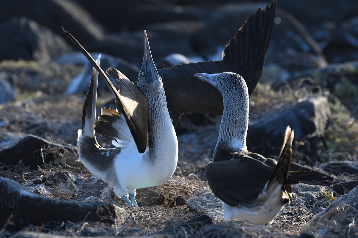 Blue-footed Booby - ML452890491