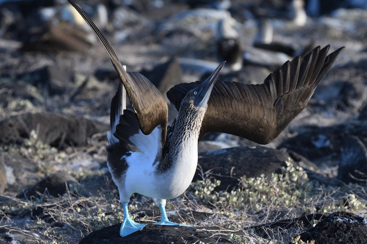 Blue-footed Booby - ML452890541