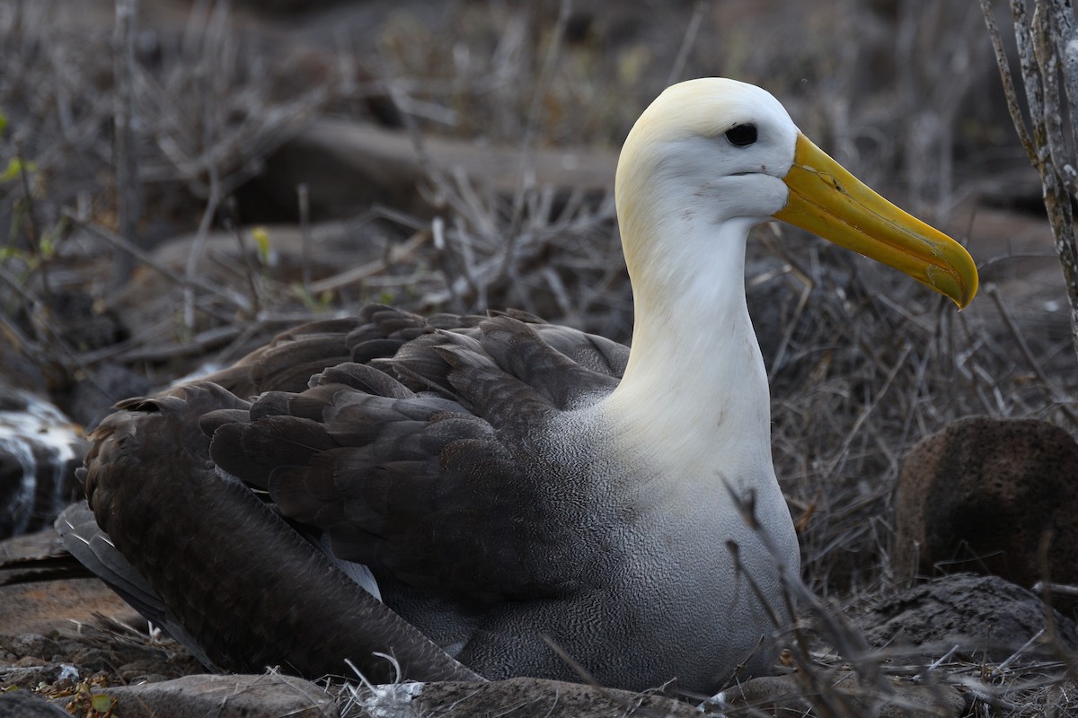 Albatros de Galápagos - ML452890601