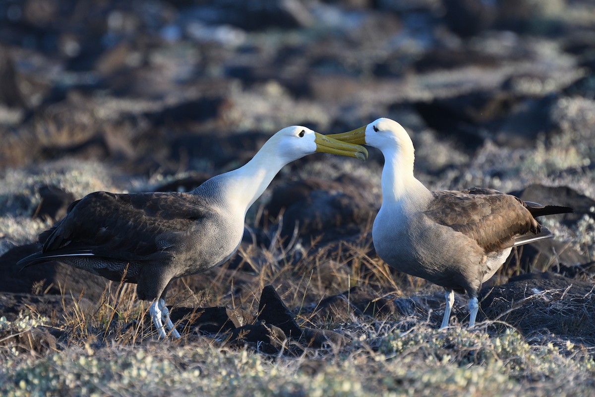 Albatros de Galápagos - ML452890691