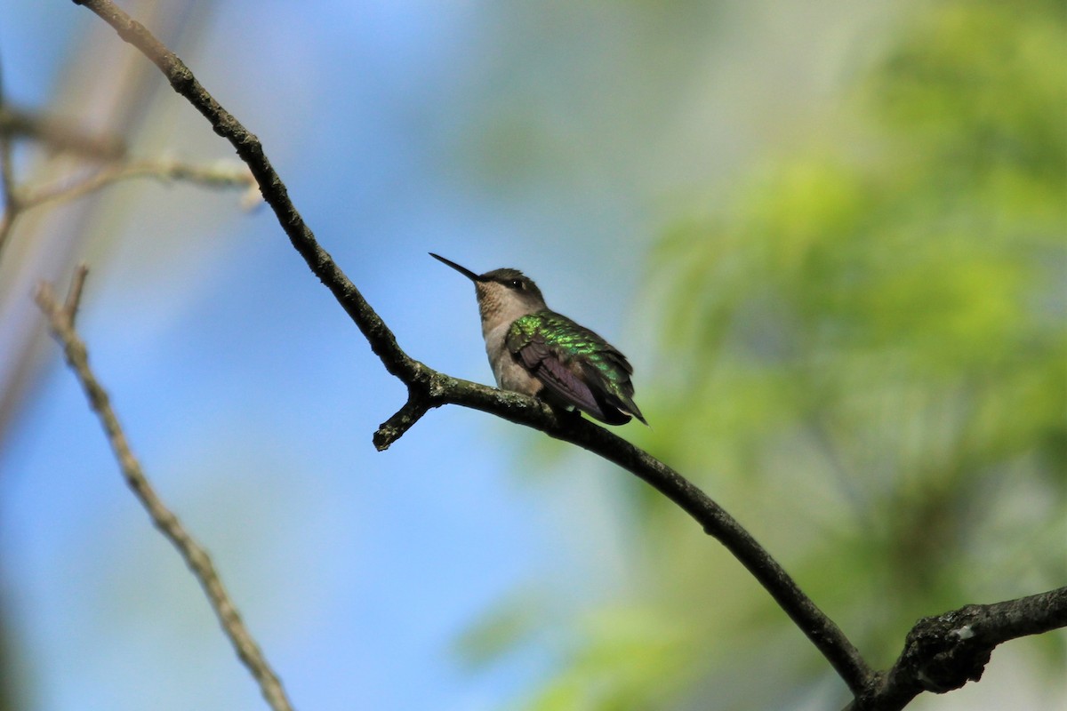 Ruby-throated Hummingbird - ML452891511