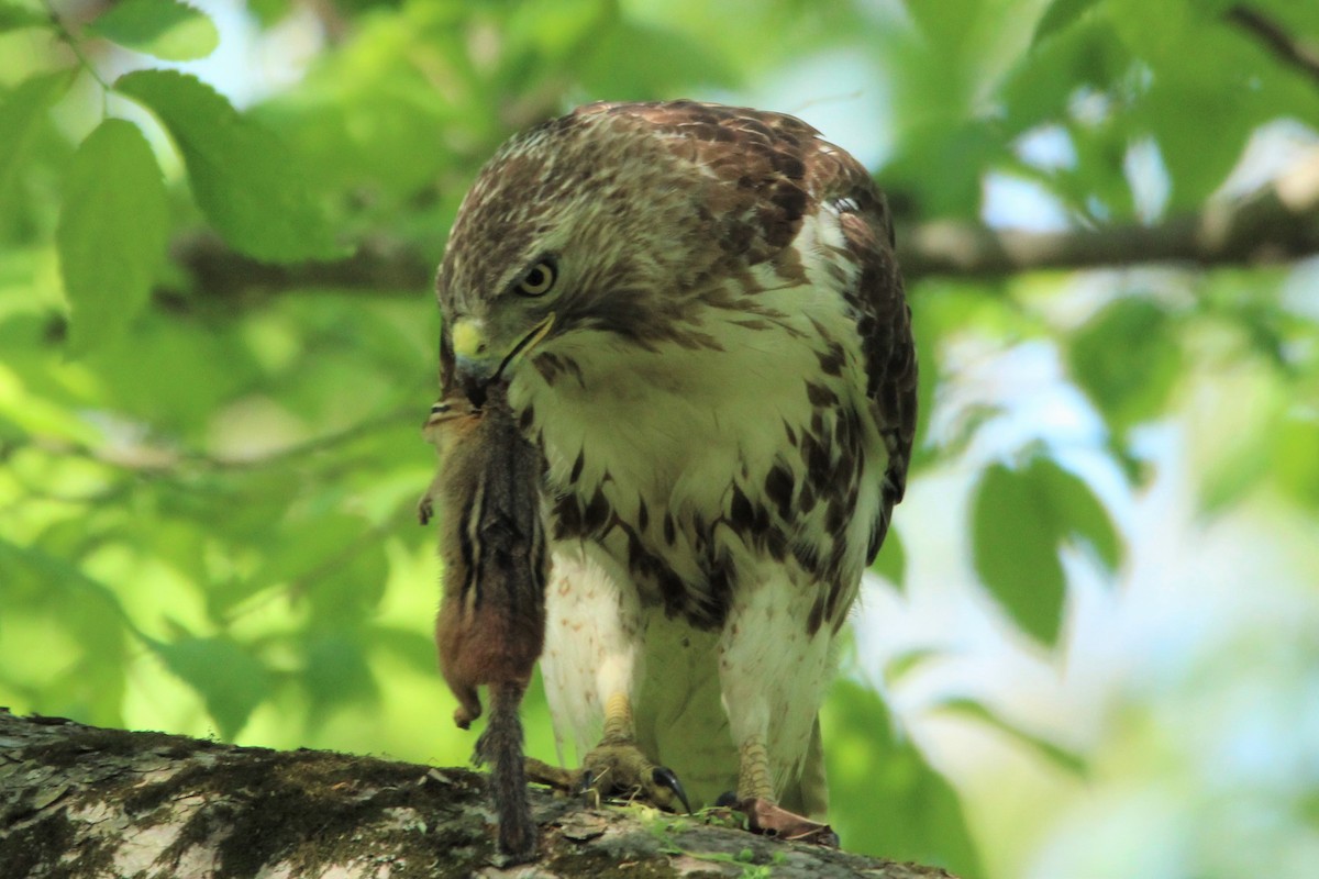 Red-tailed Hawk - ML452895531