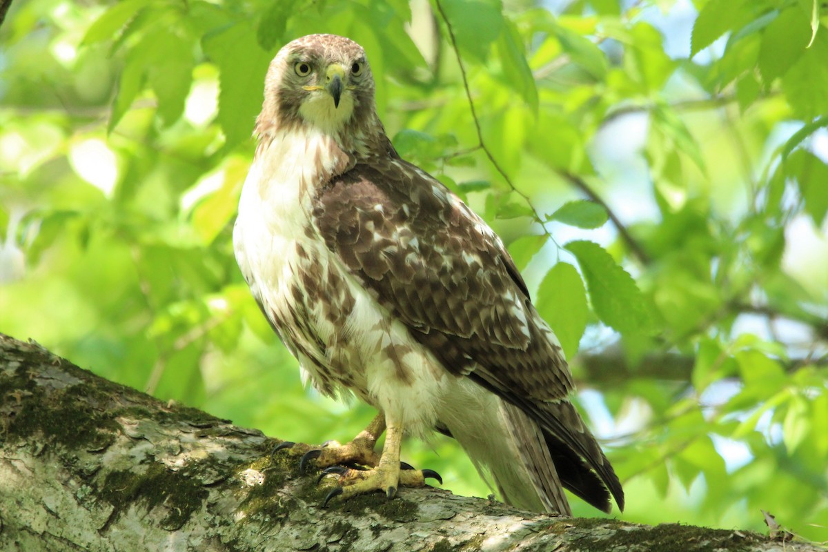 Red-tailed Hawk - ML452895571
