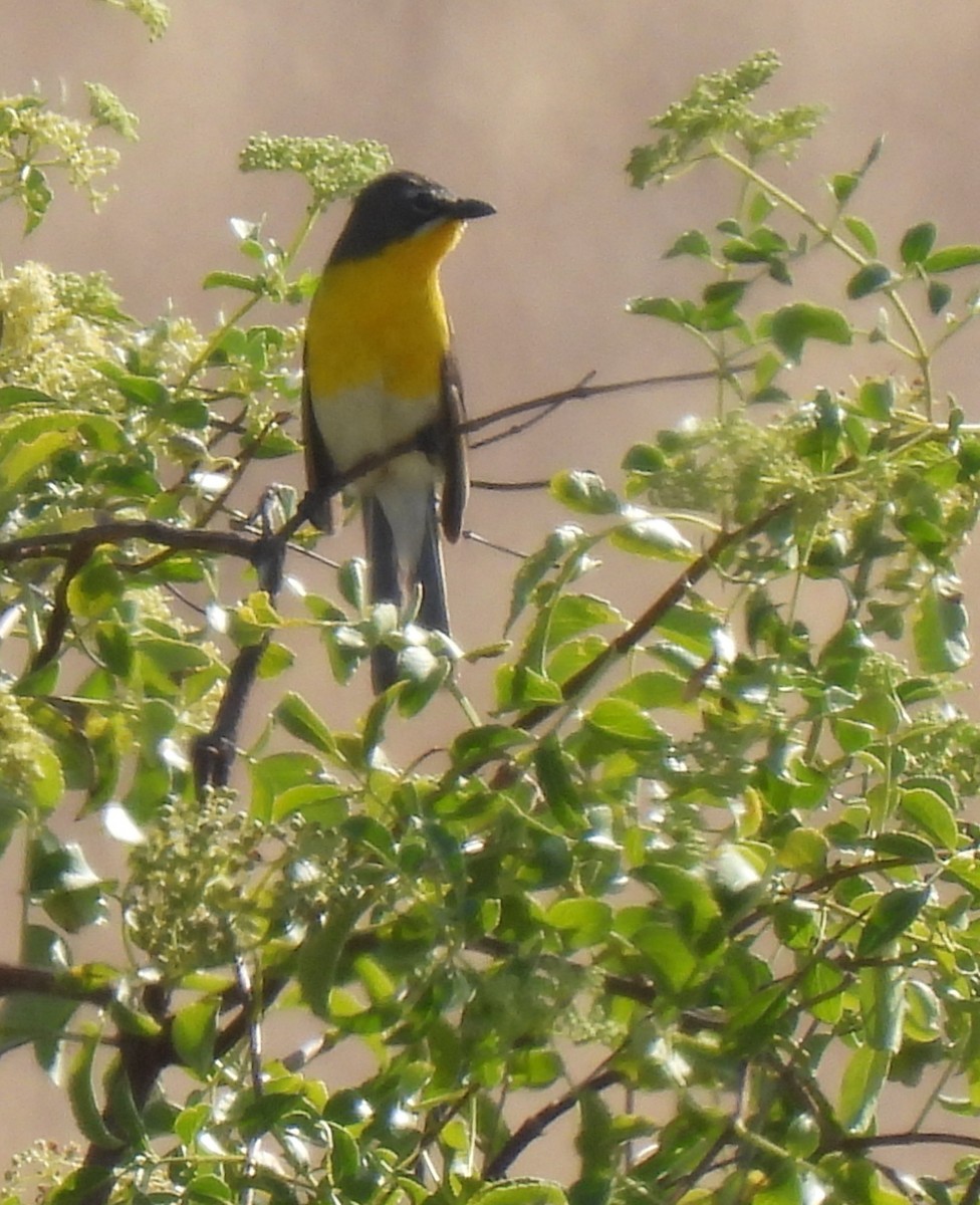 Yellow-breasted Chat - ML452895991