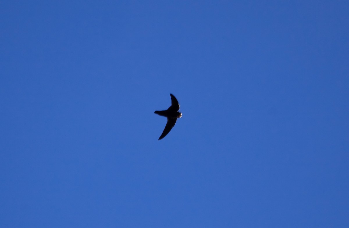 Spot-fronted Swift - ML45289641