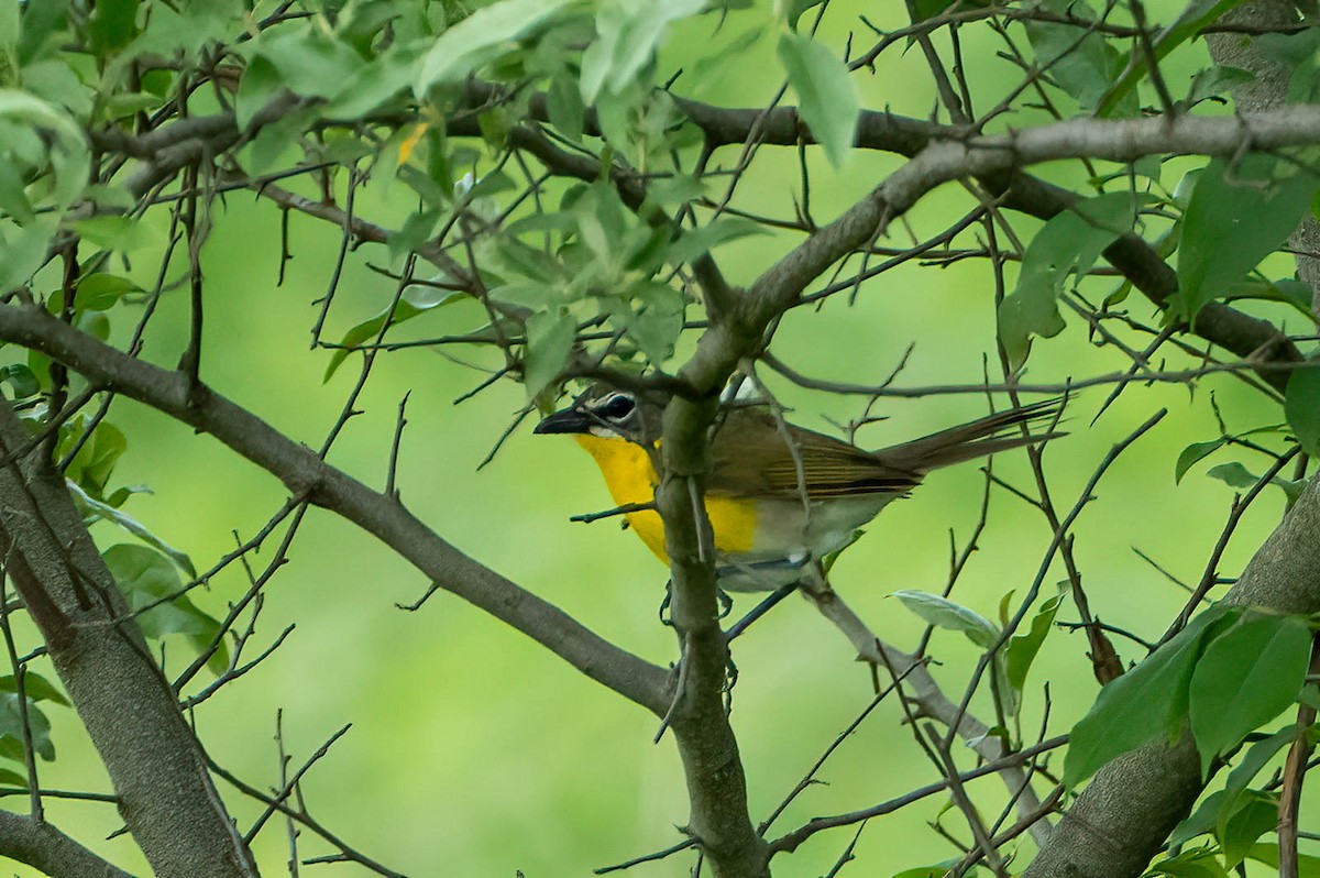 Yellow-breasted Chat - ML452899901