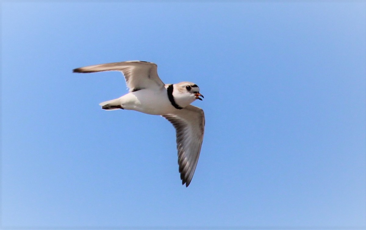 Piping Plover - ML452901191