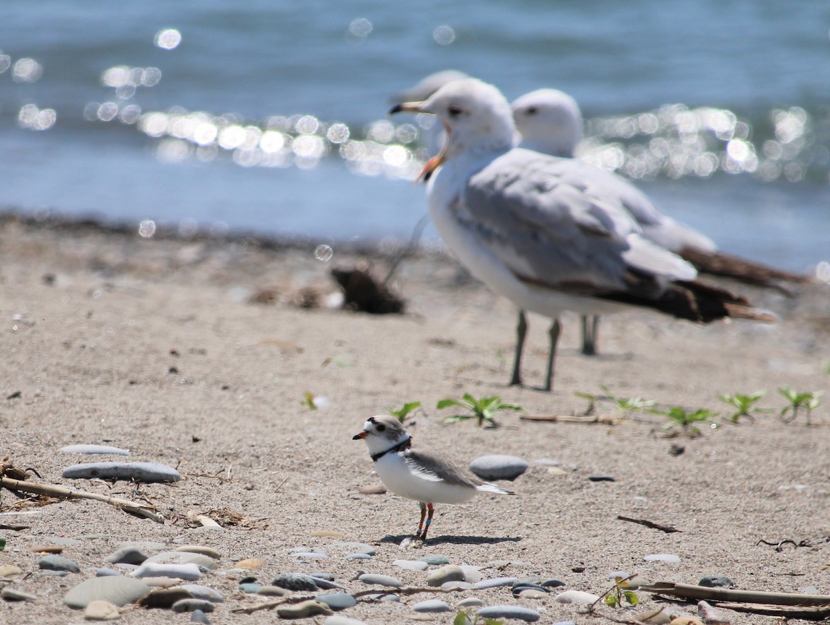 Piping Plover - ML452901451
