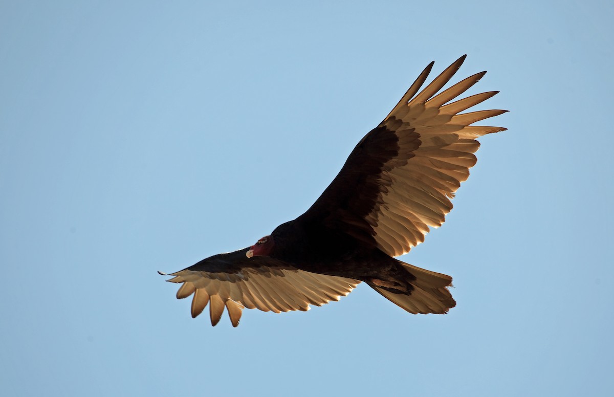 Turkey Vulture - Nigel Voaden