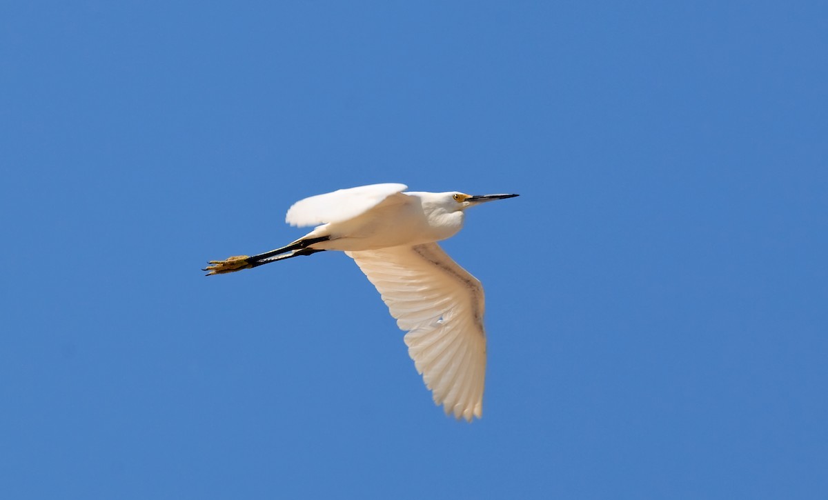Snowy Egret - Nigel Voaden