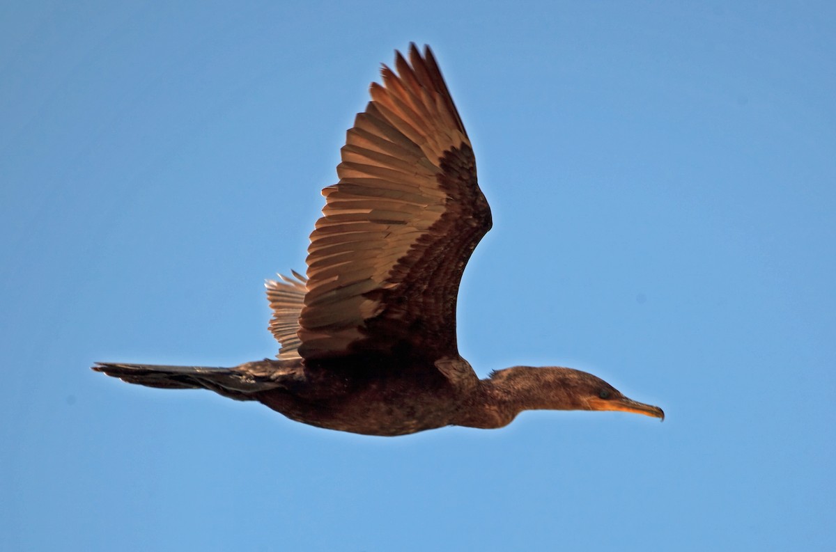 Neotropic Cormorant - Nigel Voaden
