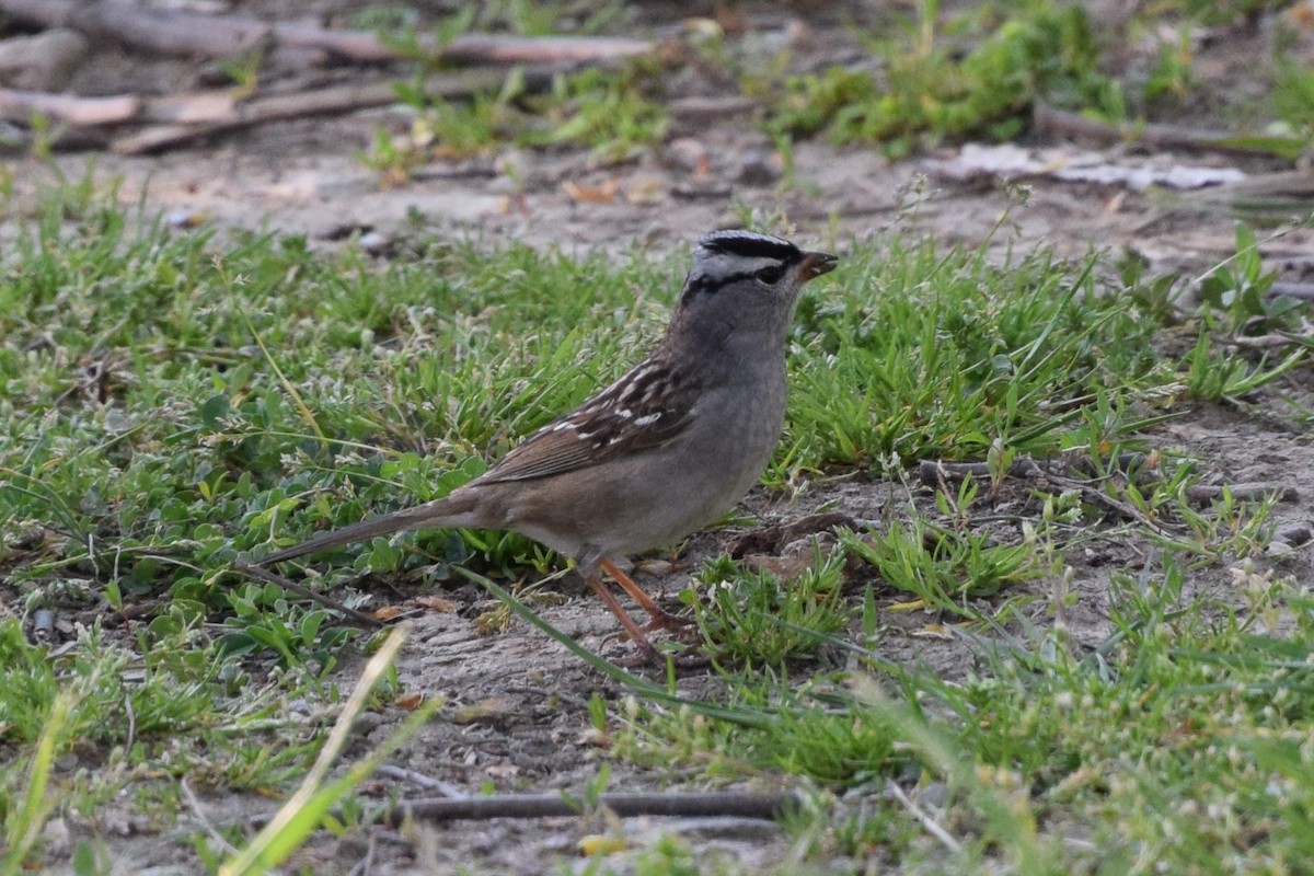 White-crowned Sparrow - ML452908851
