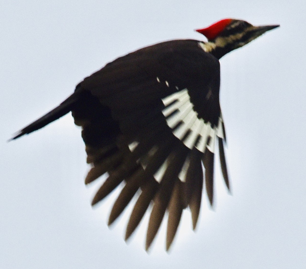 Pileated Woodpecker - ML452909141