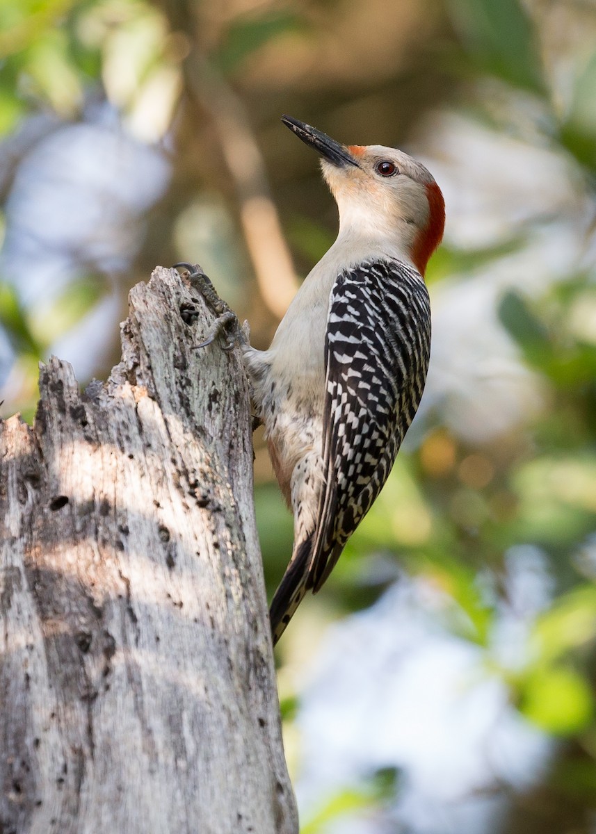 Red-bellied Woodpecker - Darren Clark