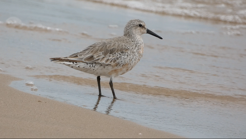 Red Knot - ML452911341