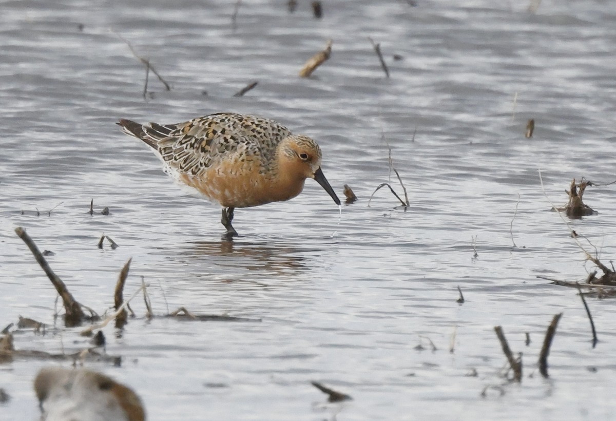 Red Knot - ML452914061