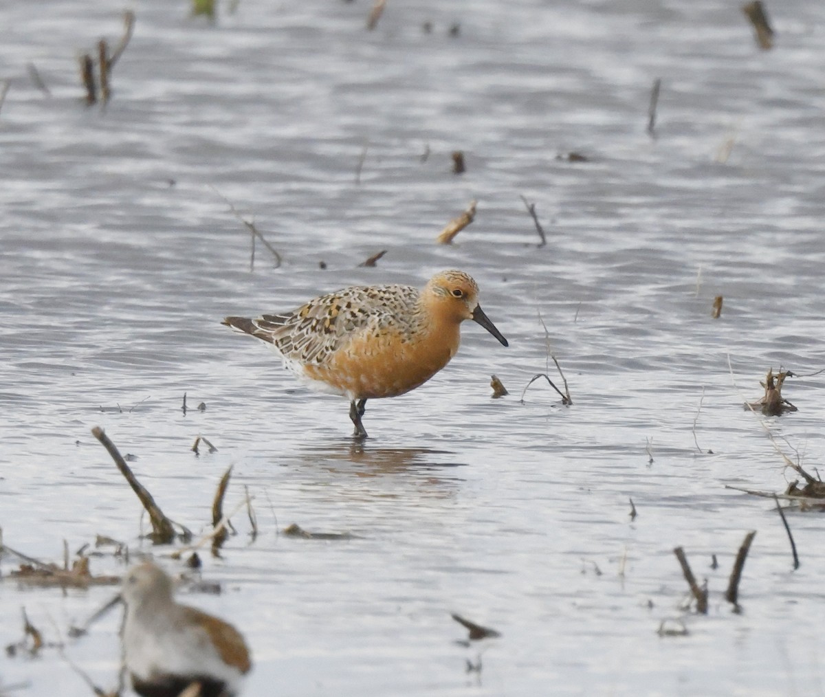 Red Knot - ML452914071