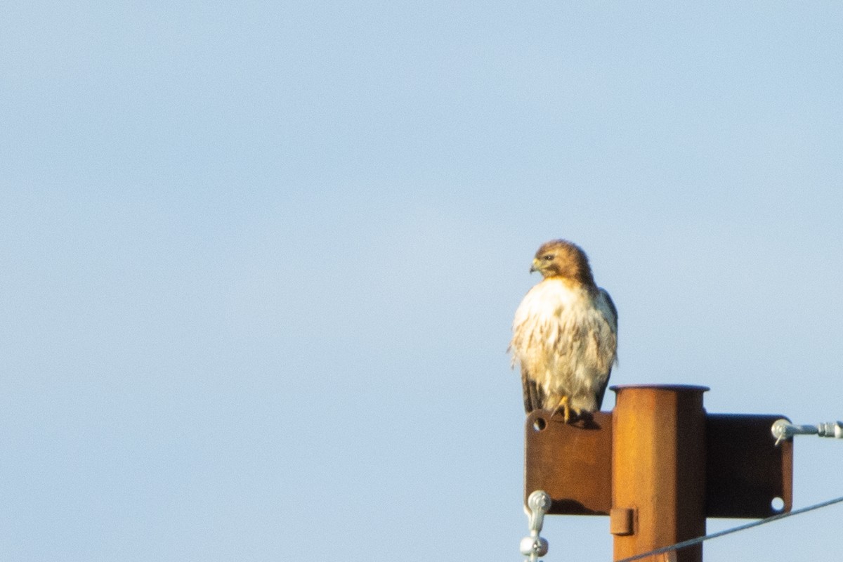 Red-tailed Hawk - ML452917881