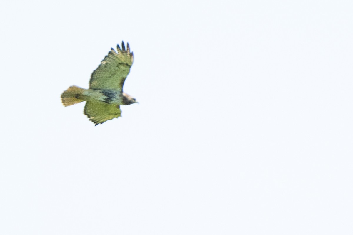Red-tailed Hawk - ML452917931