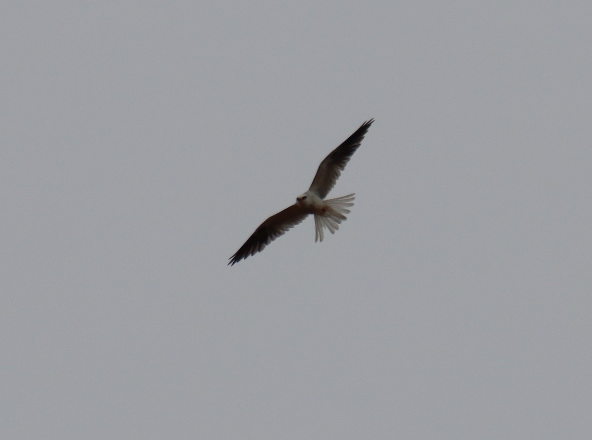 White-tailed Kite - ML452919681