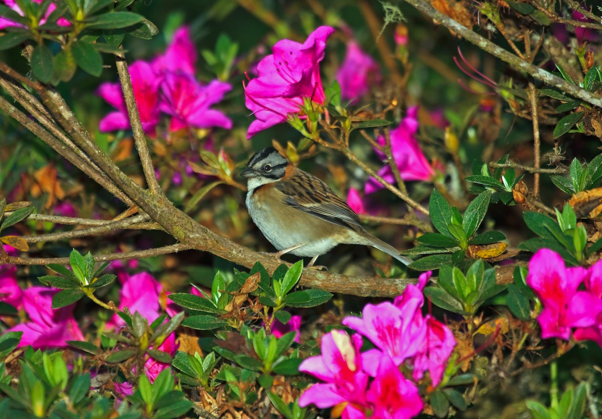 Rufous-collared Sparrow - ML45291991
