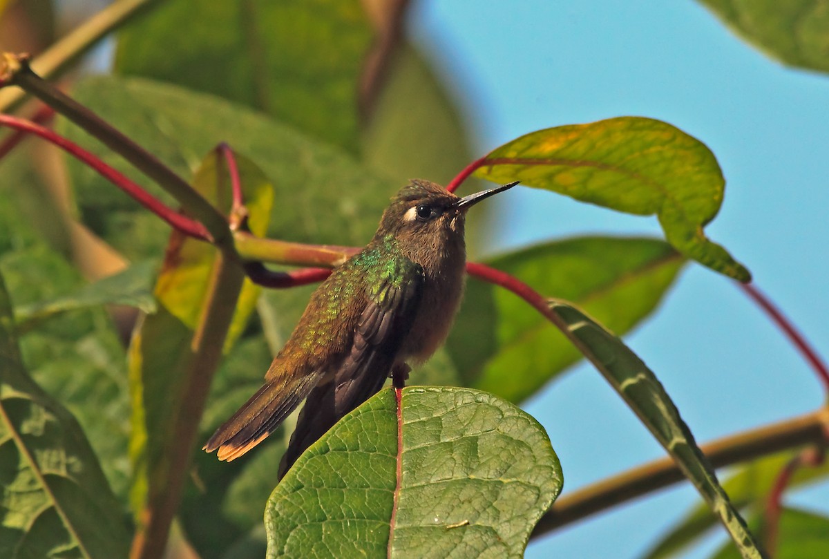 kolibřík hnědotemenný - ML45292071