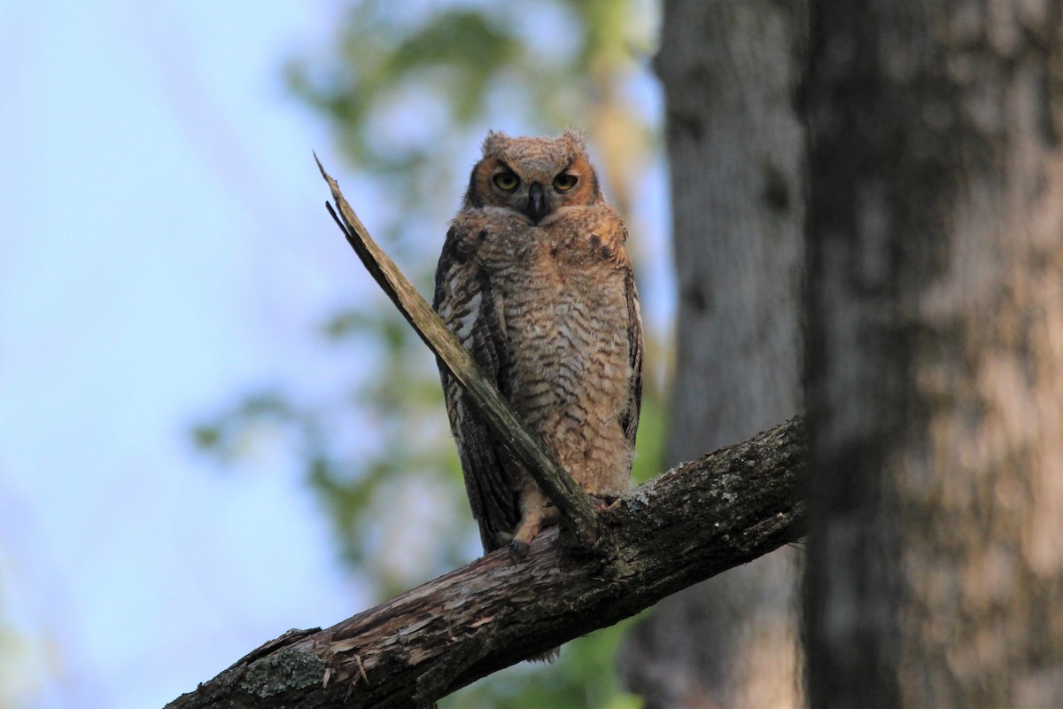 Great Horned Owl - ML452921561