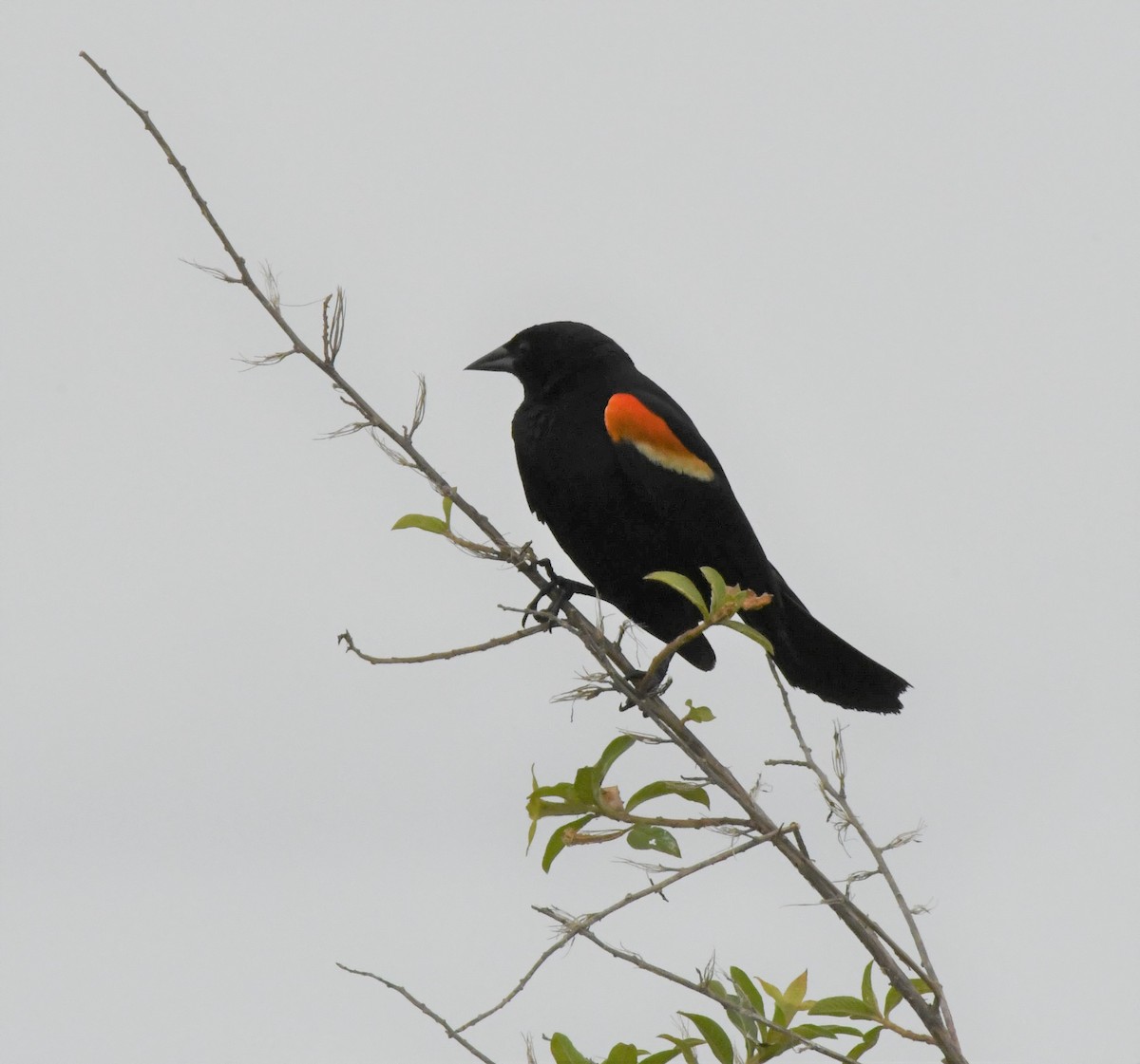 Red-winged Blackbird (Red-winged) - ML452922121