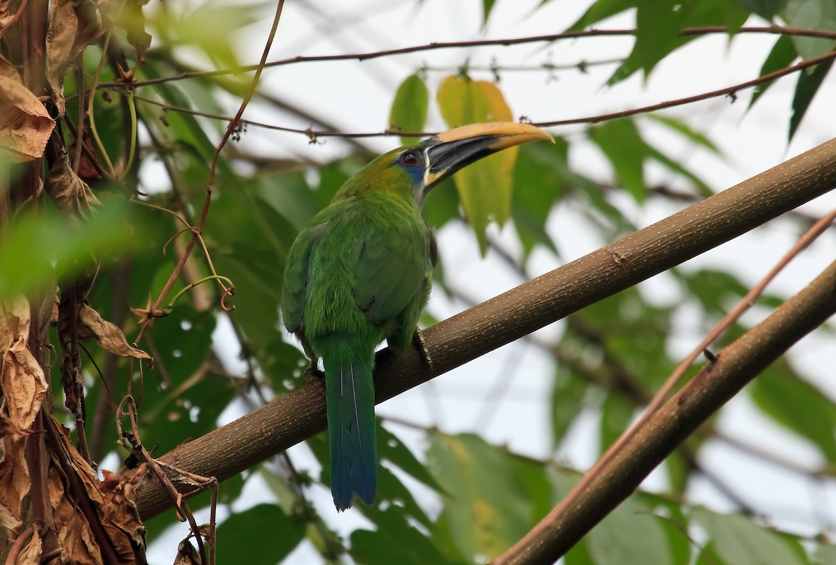 Groove-billed Toucanet (Yellow-billed) - ML45292711