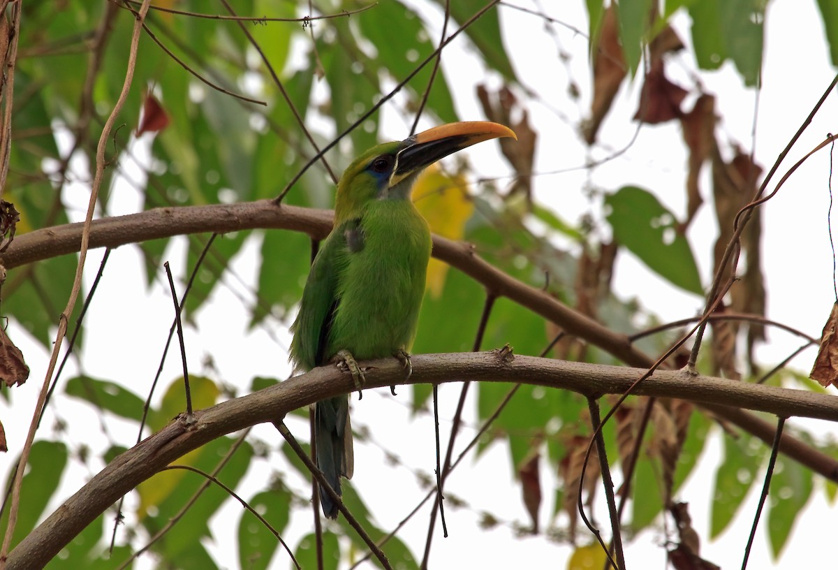 Groove-billed Toucanet (Yellow-billed) - ML45292731