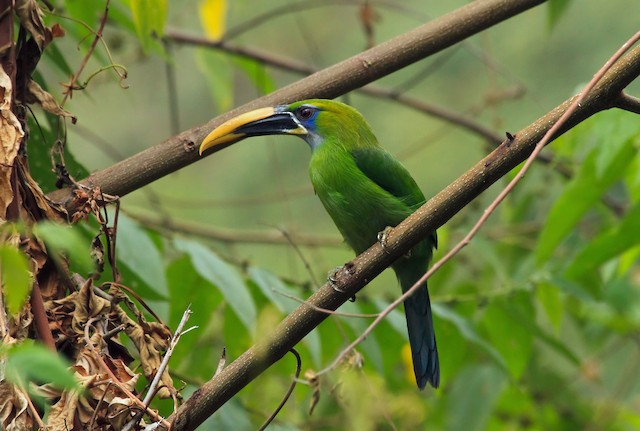 Groove-billed Toucanet (Yellow-billed)
