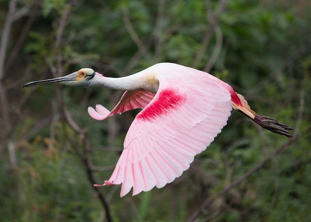ベニヘラサギ Ebird