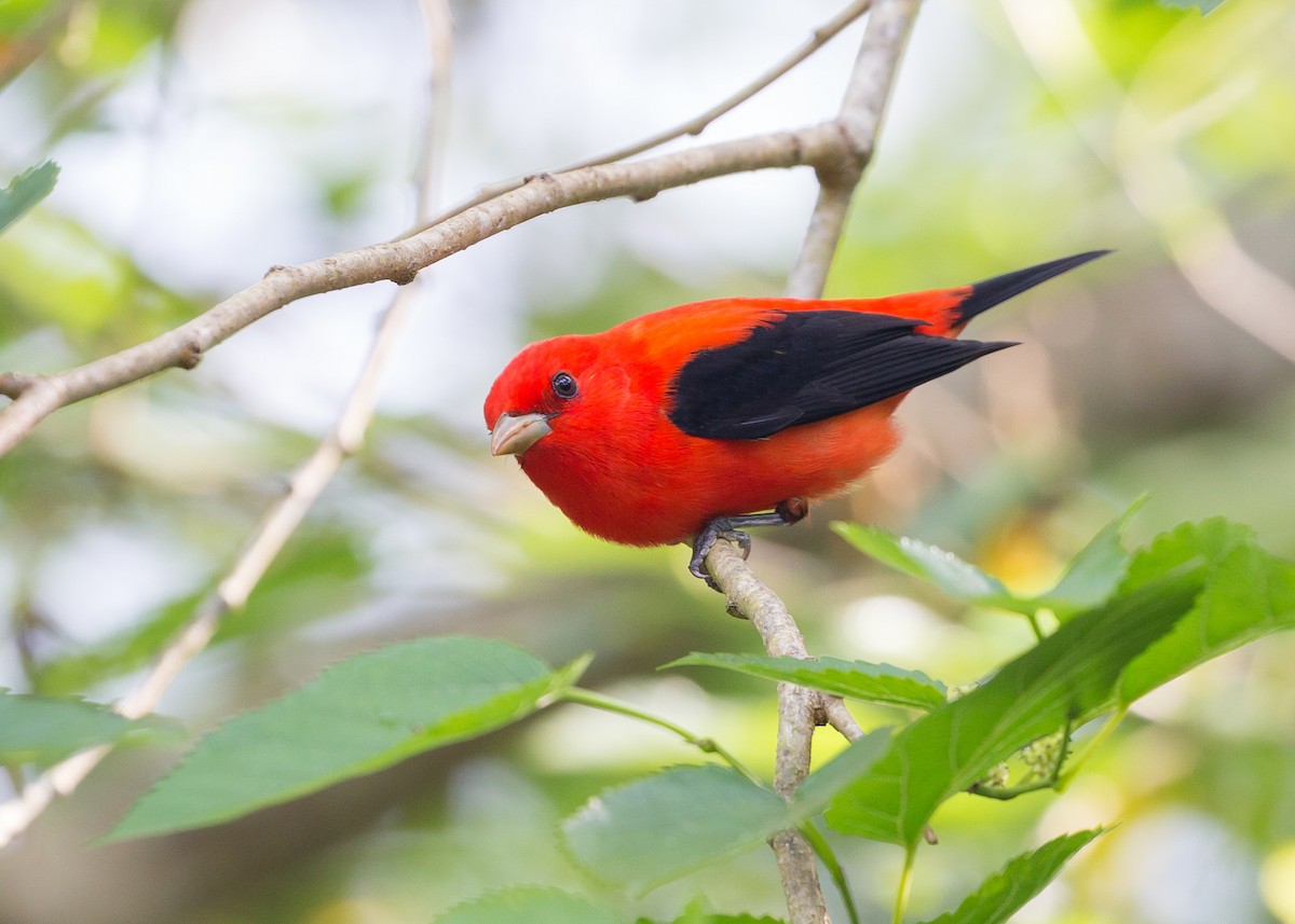Scarlet Tanager - ML45293181