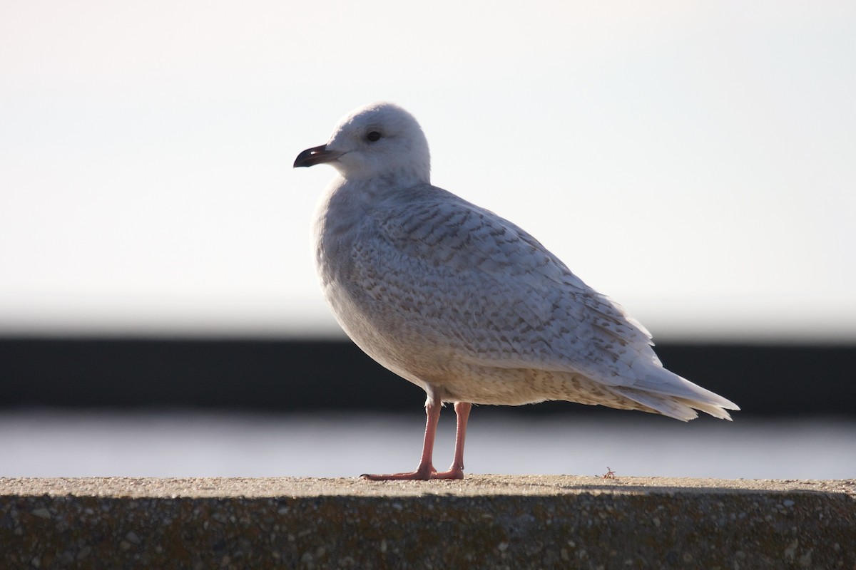 Iceland Gull (kumlieni/glaucoides) - Matt Brady