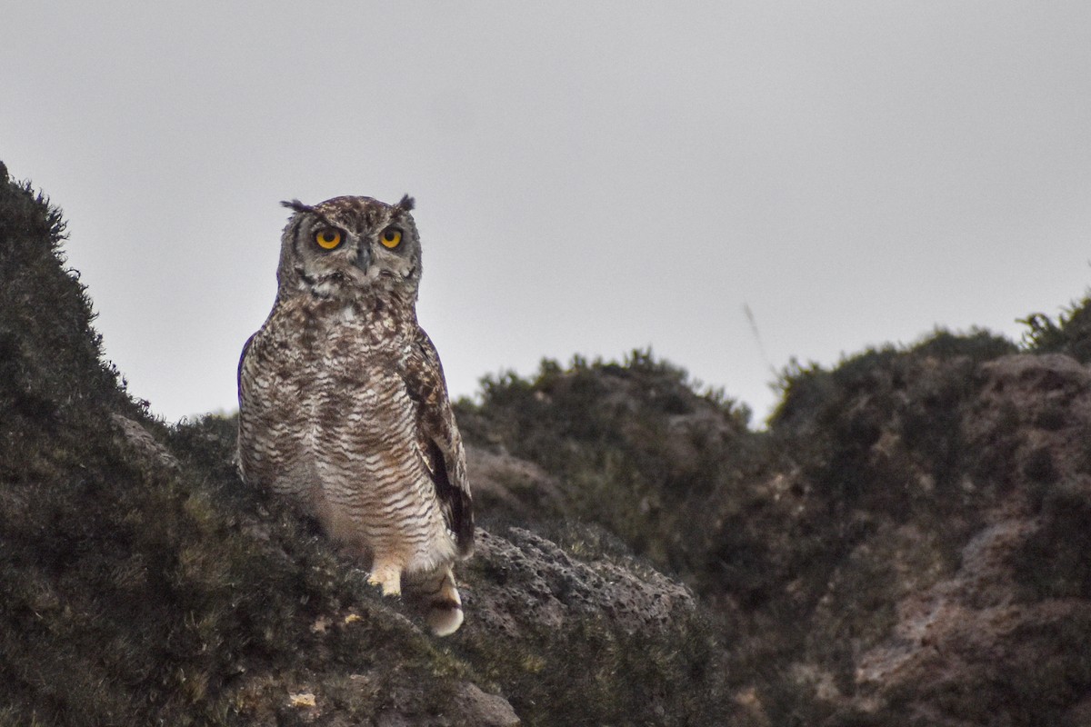 Lesser Horned Owl - ML452934911
